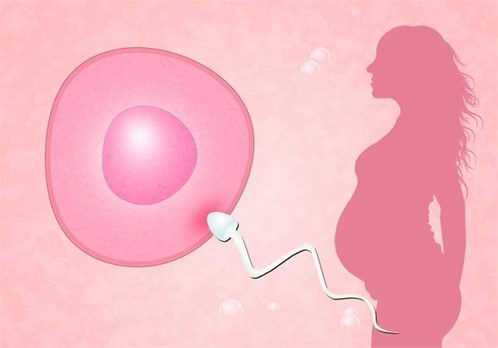 备孕期间饮食禁忌：如何通过合理饮食提升好孕率